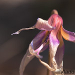 Erythronium dens-canis - Kandík psí zub IMG_0934