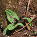 Erythronium dens-canis - Kandík psí zub IMG_0935