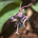 Erythronium dens-canis - Kandík psí zub IMG_0937