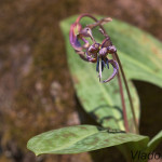 Erythronium dens-canis - Kandík psí zub IMG_0938