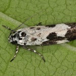 Ethmia quadrillella - Čiernomôľka nezábudková 06-01-53