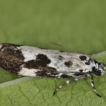 Ethmia quadrillella - Čiernomôľka nezábudková 06-02-37