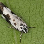 Ethmia quadrillella - Čiernomôľka nezábudková 06-03-33