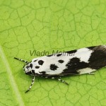 Ethmia quadrillella - Čiernomôľka nezábudková 194633