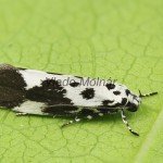 Ethmia quadrillella - Čiernomôľka nezábudková 195402