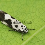 Ethmia quadrillella - Čiernomôľka nezábudková  195759