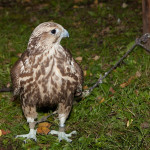 Falco cherrug – Sokol rároh IMG_5198