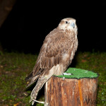 Falco cherrug – Sokol rároh IMG_5263