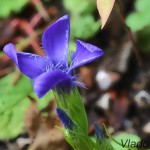 Gentianopsis ciliata - Pahorec brvitý 20-08-16