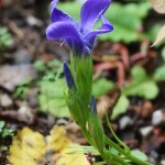 Gentianopsis ciliata - Pahorec brvitý 20-09-18