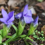 Gentianopsis ciliata - Pahorec brvitý 20-11-38