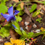 Gentianopsis ciliata - Pahorec brvitý IMG_4362