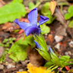 Gentianopsis ciliata - Pahorec brvitý IMG_4364