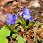 Gentianopsis ciliata - Pahorec brvitý IMG_4367