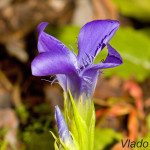 Gentianopsis ciliata - Pahorec brvitý IMG_9929