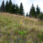 Hieracium sp. - Jastrabník IMG_4279