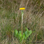 Hieracium sp. - Jastrabník IMG_4281