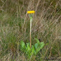 Hieracium sp. - Jastrabník IMG_4281