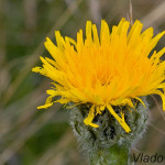 Hieracium sp. - Jastrabník IMG_9256