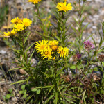 Inula salicina cf. - Oman vŕbolistý IMG_4589