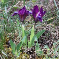 Iris pumila L. - Kosatec nízky 184615