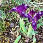 Iris pumila L. - Kosatec nízky 185554