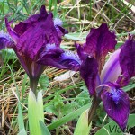 Iris pumila L. - Kosatec nízky 192546