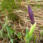 Iris pumila L. - Kosatec nízky IMG_3887