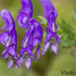 Aconitum variegatum - Prilbica pestrá IMG_8839