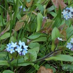 Myosotis palustris L. - Nezábudka močiarna 164520