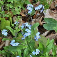 Myosotis palustris - Nezábudka močiarna 165035