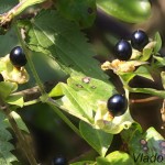 Paris quadrifolia - Vranovec štvorlistý 20-13-50