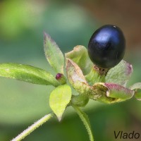 Paris quadrifolia - Vranovec štvorlistý 20-15-27