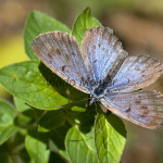 Phengaris nausithous - Modráčik bahniskový IMG_4587