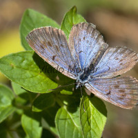 Phengaris nausithous - Modráčik bahniskový IMG_4587