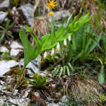 Polygonatum odoratum - Kokorík voňavý IMG_1094