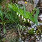 Polygonatum odoratum - Kokorík voňavý IMG_1095