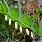 Polygonatum odoratum - Kokorík voňavý IMG_1096