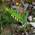 Polygonatum odoratum - Kokorík voňavý IMG_1097