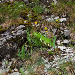 Polygonatum odoratum - Kokorík voňavý IMG_1098