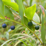 Polygonatum odoratum - Kokorík voňavý IMG_9303