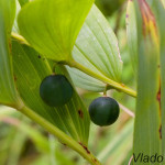 Polygonatum odoratum - Kokorík voňavý IMG_9304