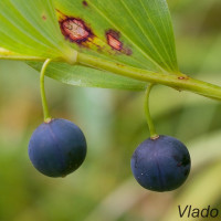 Polygonatum odoratum - Kokorík voňavý IMG_9305