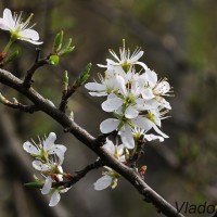 Prunus spinosa - Trnka obyčajná 200453