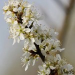 Prunus spinosa - Trnka obyčajná 201915