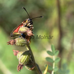 Zygaena punctum cf. - Vretienka kotúčová IMG_4574