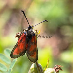 Zygaena punctum cf. - Vretienka kotúčová IMG_4577