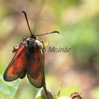 Zygaena punctum cf. - Vretienka kotúčová IMG_4578