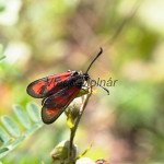 Zygaena punctum cf. - Vretienka kotúčová IMG_4579