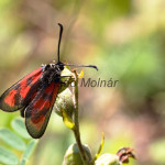 Zygaena punctum cf. - Vretienka kotúčová IMG_4581